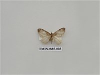 藏品(尺蛾614)的圖片